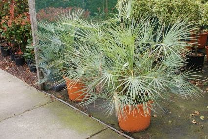 Dwergpalm (Chamaerops humilis 'Cerifera')