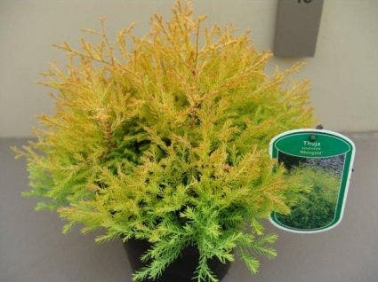 Thuja (Thuja occidentalis 'Rheingold')