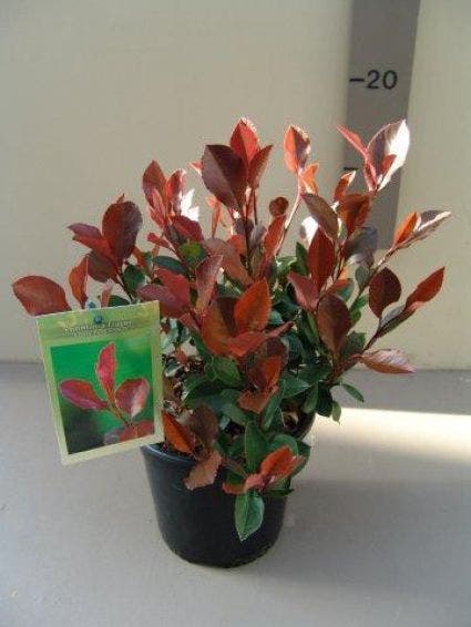 Glansmispel (Photinia fraseri 'Little Red Robin')