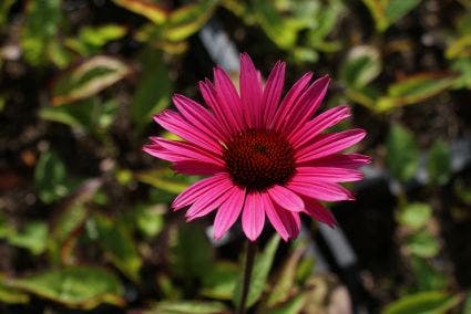 Zonnehoed (Echinacea purpurea 'Fatal Attraction')