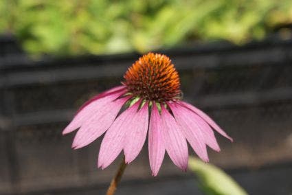 Zonnehoed (Echinacea purpurea 'Rubinstern')