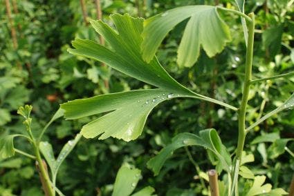 Japanse Notenboom als struik (Ginkgo biloba)