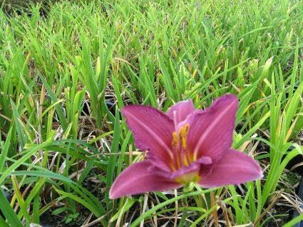 Daglelie (Hemerocallis 'Summer Wine')