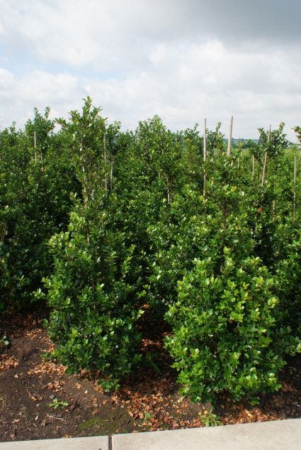 Gewone Hulst (Ilex aquifolium)