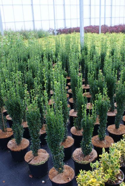 Japanse Hulst (Ilex crenata 'Fastigiata')