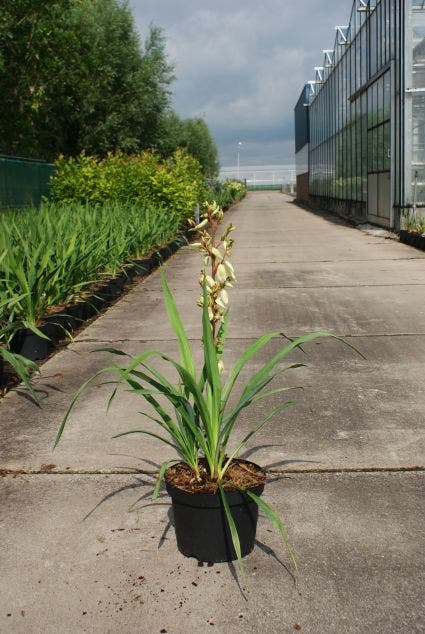 Palmlelie (Yucca filamentosa)