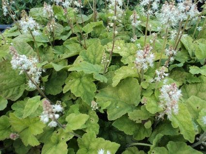 Perzischise muts/Schuimbloem (Tiarella wherryi)