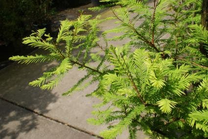 Moerascipres (Taxodium distichum)