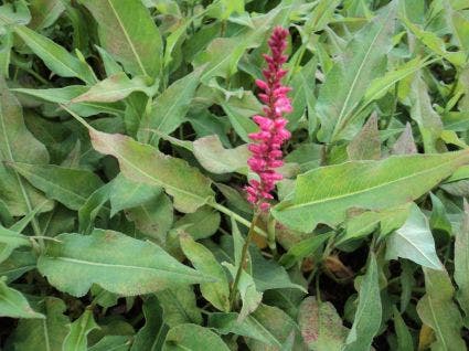 Duizendknoop (Persicaria amplexicaulis 'Orangofield')