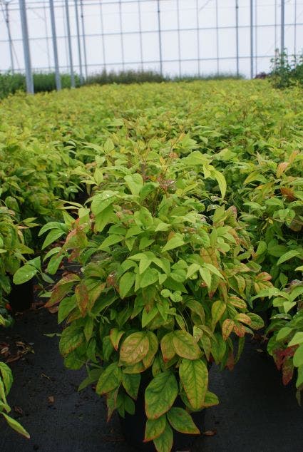 Hemelse Bamboe (Nandina domestica 'Fire Power')