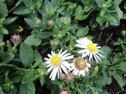 Aster (Aster ageratoides 'Asmo')