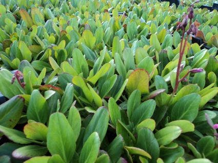 Schoenlappersplant (Bergenia 'Winterglöd')