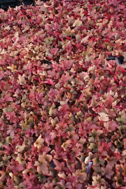 Purperklokje (Heuchera 'Peneloppe')