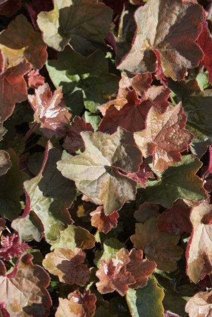 Purperklokje (Heuchera 'Villosa brownie')