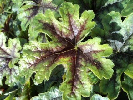 Purperklokje (Heucherella 'Tapestry')