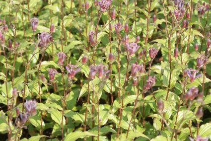 Orchidee (Tricyrtis formosana 'Purple Beauty')