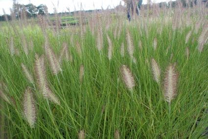 Lampepoetsersgras (Pennisetum alopecuroides 'Reborn')