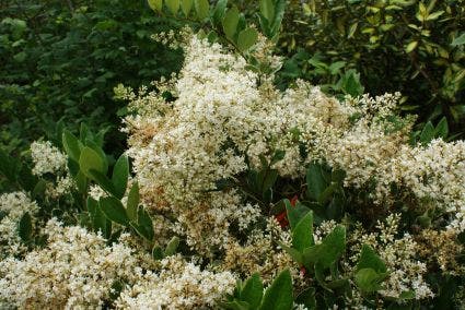 Texaanse Liguster/Liguster (Ligustrum texanum 'Silver Star')