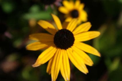 Zonnehoed (Rudbeckia fulgida 'City Garden')