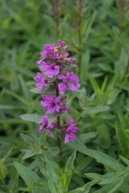 Kattestaart (Lythrum salicaria 'Rosy Gem'')