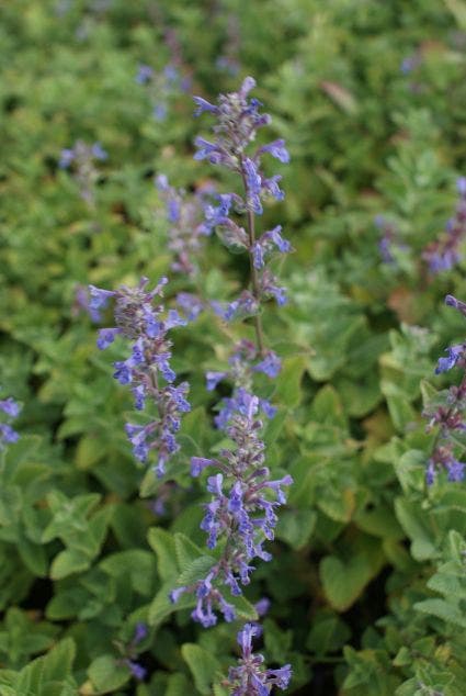 Kattenkruid (Nepeta Racemosa 'Superba')