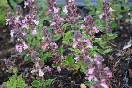 Gamander (Teucrium chamaedrys 'Nanum')