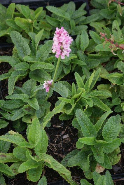 Andoorn (Stachys monieri 'Rosea')