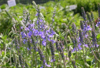 Ereprijs (Veronica austriaca 'Royal Blue')