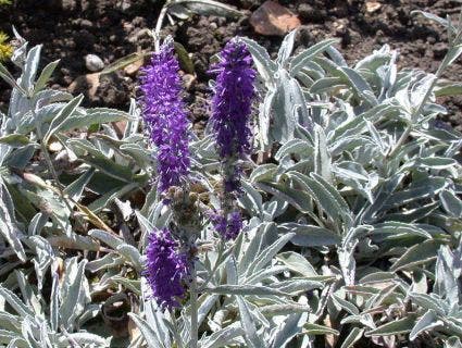 Ereprijs (Veronica incana 'Silberteppich')