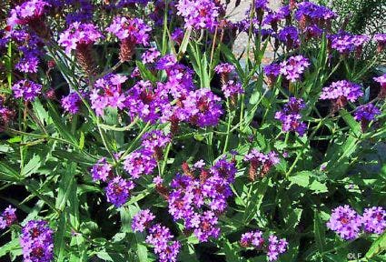 IJzerhard (Verbena rigida)