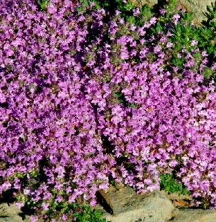 Tijm (Thymus praecox 'Bressingham')