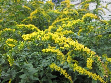 Guldenroede (Solidago rugosa 'Fireworks')