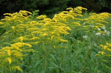 Guldenroede (Solidago sphacelata 'Golden Fleece')