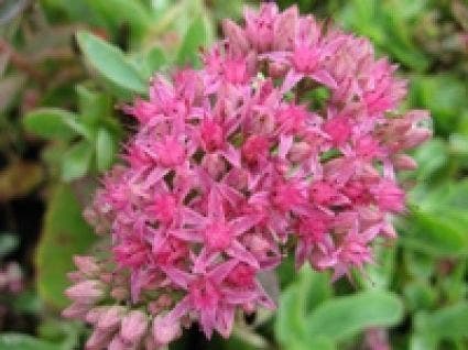 Vetkruid (Sedum 'Carl')