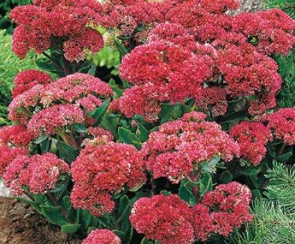 Vetkruid (Sedum telephium 'Muntstead Dark Red')