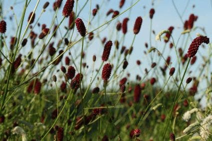 Pimpernel (Sanguisorba officinalis 'Red Thunder')