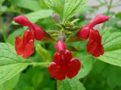 Salie (Salvia microphylla)