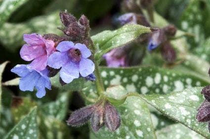 Longkruid (Pulmonaria 'Opal')