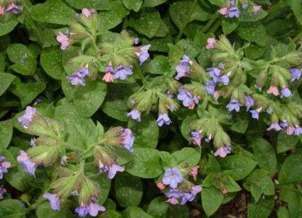 Longkruid (Pulmonaria officinalis)