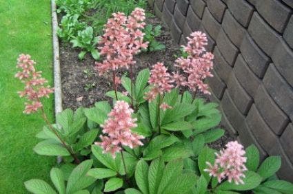 Schout-bij-nacht (Rodgersia henrici)