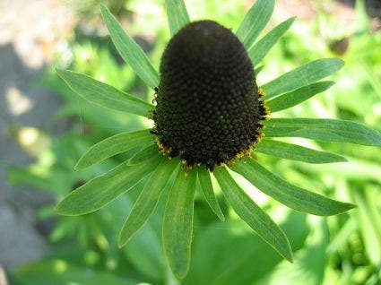 Zonnehoed (Rudbeckia occidentalis 'Green Wizard')