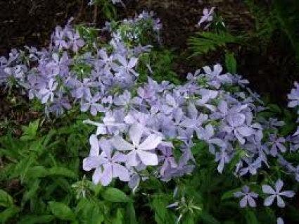 Vlambloem (Phlox divaricata 'Clouds of Perfume')