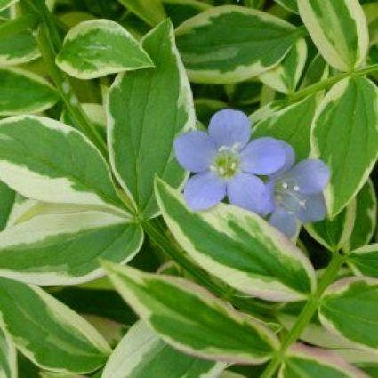 Jacobsladder (Polemonium reptans 'Stairway to Heaven')