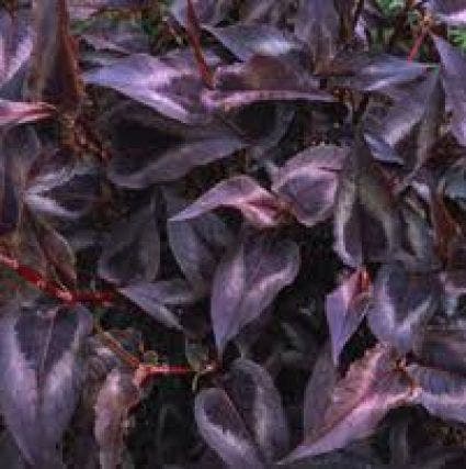 Duizendknoop (Persicaria microcephala 'Red Dragon')