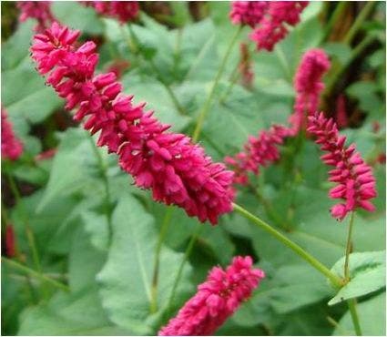 Duizendknoop (Persicaria amplexicaulis 'Taurus')