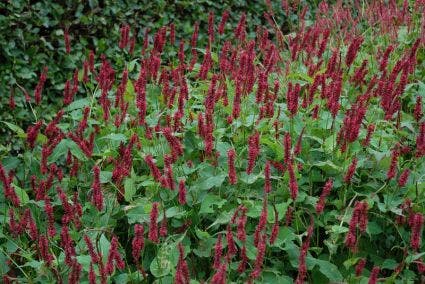 Duizendknoop (Persicaria amplexicaulis 'Blackfield')