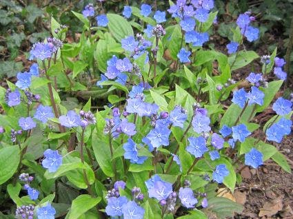 Amerikaans vergeet-mij-nietje (Omphalodes cappadocica 'Cherry Ingram')