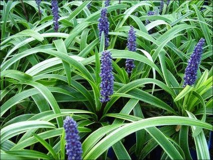 Leliegras (Liriope muscari 'Gold Banded')