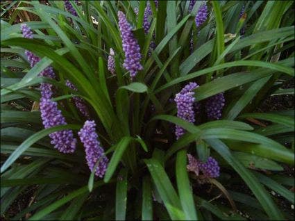 Leliegras (Liriope muscari 'Royal Purple')