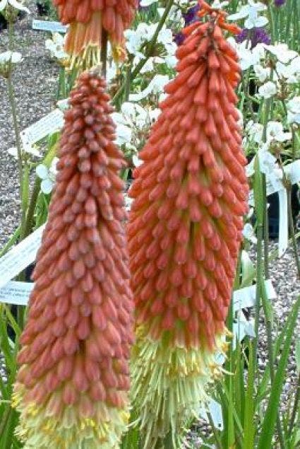 Vuurpijl/Fakkellelie (Kniphofia 'Royal Castle')